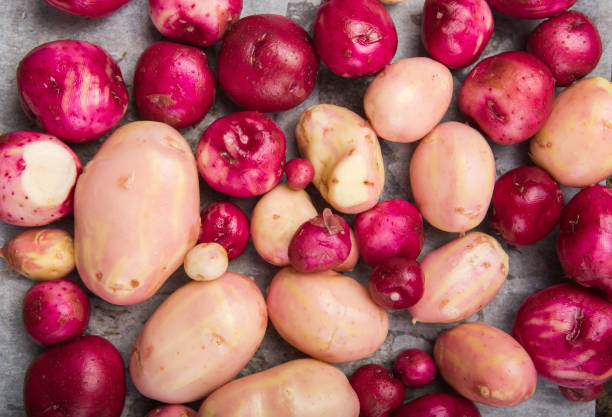 istock Raw washed color mix young potatoes , top view. Crop image . Multi Colored Food 1253106239