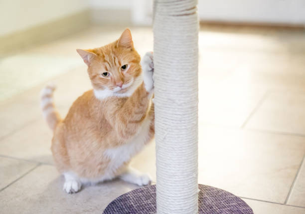 An orange tabby domestic shorthair cat using a scratching post