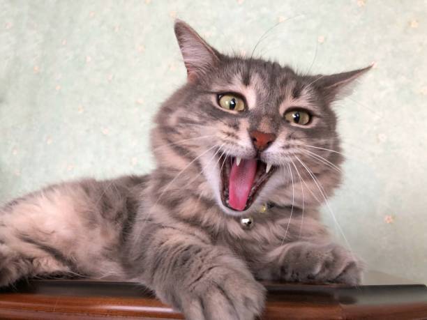 istock cute gray tabby cat opened her mouth  like screaming 1253106353