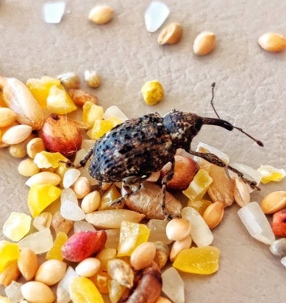 Weevill Weevill over seeds rice weevils sitophilus oryzae stock pictures, royalty-free photos & images