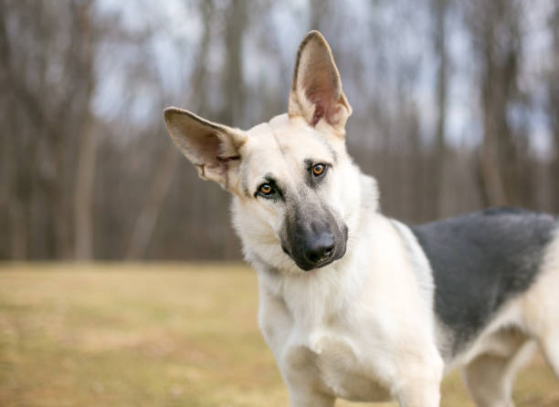 un chien de berger allemand de race pure écoutant avec une inclinaison de tête - tête penchée photos et images de collection