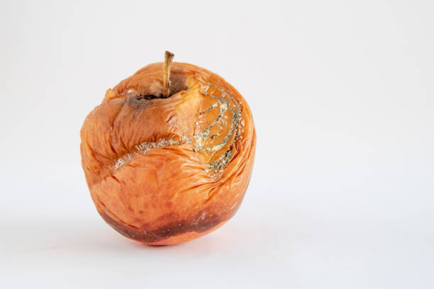 istock Rotten apple with mold on a white background 1253108487