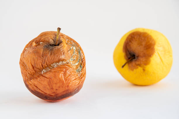 istock Rotten apple with mold on a white background 1253108490