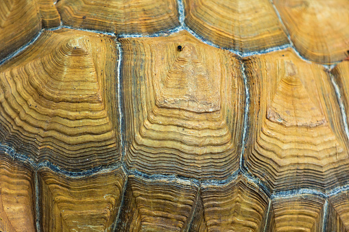 In Southwestern Missouri Turtle Zoo Animal Shell Close-up on Sunny Summer Day (Shot with Canon 5DS 50.6mp photos professionally retouched - Lightroom / Photoshop - original size 5792 x 8688 downsampled as needed for clarity and select focus used for dramatic effect)
