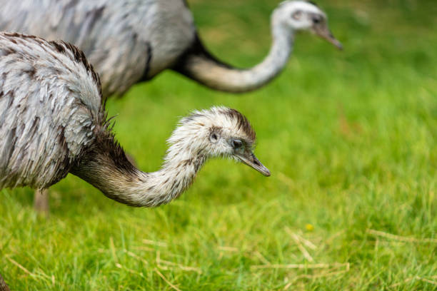 晴れた夏の日にエミュー動物園の動物 - ostrich feather animal head concepts ストックフォトと画像