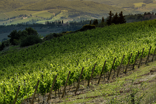 Beutiful sunset light over green grapevines around Panzano in Chianti (Florence) during spring season. Italy.