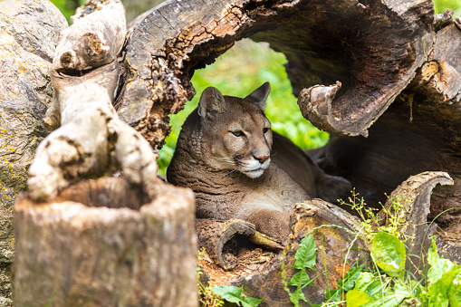 Cougar side portrait (Puma concolor) also known as Mountain Lion