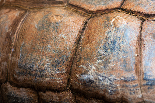 In Southwestern Missouri Turtle Zoo Animal on Sunny Summer Day (Shot with Canon 5DS 50.6mp photos professionally retouched - Lightroom / Photoshop - original size 5792 x 8688 downsampled as needed for clarity and select focus used for dramatic effect)