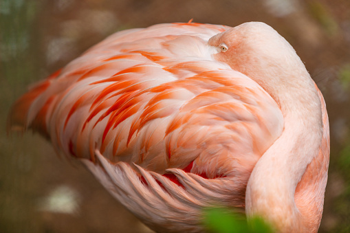In Southwestern Missouri Flamingo Zoo Animal on Sunny Summer Day (Shot with Canon 5DS 50.6mp photos professionally retouched - Lightroom / Photoshop - original size 5792 x 8688 downsampled as needed for clarity and select focus used for dramatic effect)