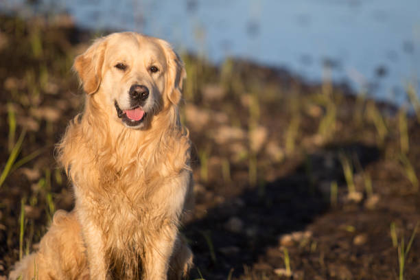 Golden retriever swimming playing in the sea water