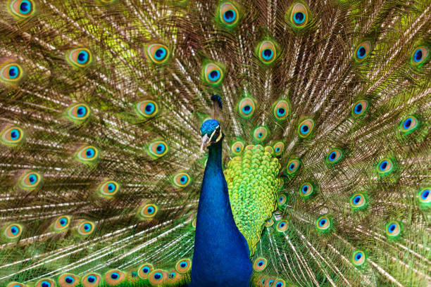 павлин зоопарк животных на солнечный летний день - close up peacock animal head bird стоковые фото и изображения