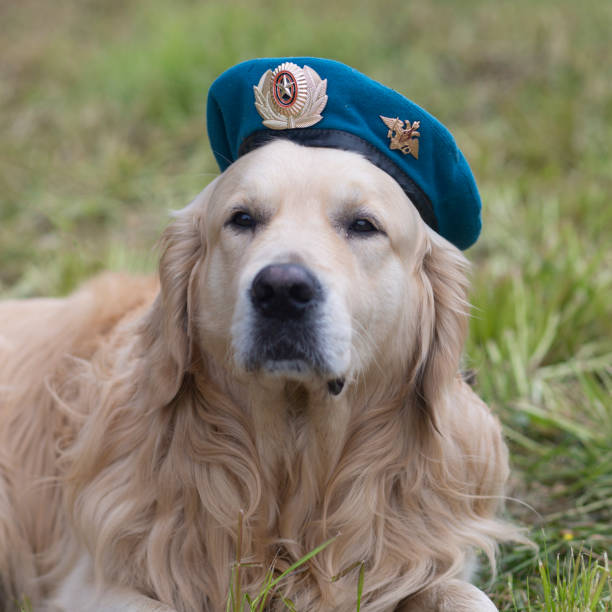 istock Airborne forces day in Russia. On 2 August in Russia. 1253110169