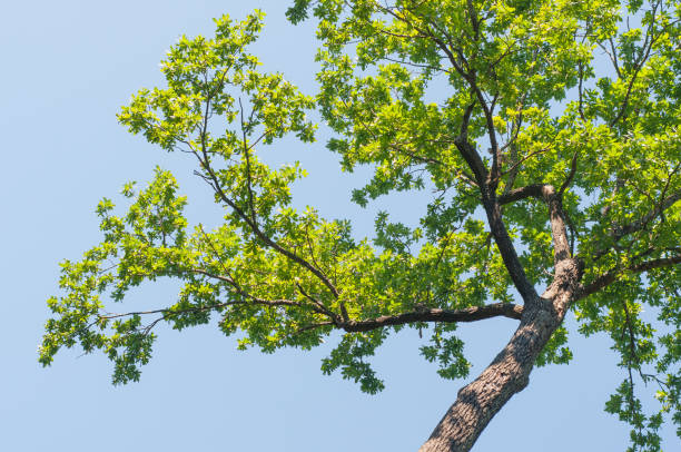 istock Beautiful oak tree branches with green leaves on a background of blue sky. View from below. 1253111205
