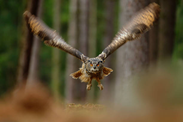 istock Action scene with owl in the forest. Flying Eurasian Eagle Owl with open wings in forest habitat with trees, wide angle lens photo. 1253111233