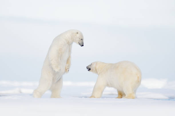 Polar fight on the ice. Two polar bear fighting on drift ice in Arctic Svalbard. Wildlife winter scene with two polar bear. Action view of wild nature. Pair of polar bird in love with open muzzle. pelea polar en el hielo. dos osos polares luchando sobre hielo a la deriva en arctic svalbard. escena de invierno de vida silvestre con dos osos polares. vista de acción de la naturaleza salvaje. pareja de pájaros polares enamorados del hocico abierto.