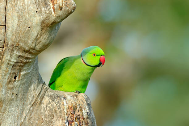 istock Green parrot sitting on tree trunk with green background. Rose-ringed Parakeet, Psittacula krameri, beautiful parrot in the nature green forest habitat, Sri Lanka, Asia. Parrot, wildlife scene. 1253111295