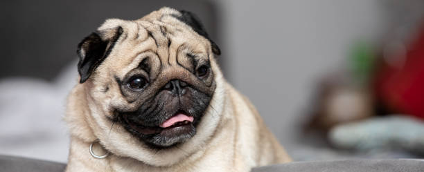 istock Banner cute dog pug breed have a question and making funny face feeling so happiness and fun,Selective focus,Dog Friendly Concept 1253111430