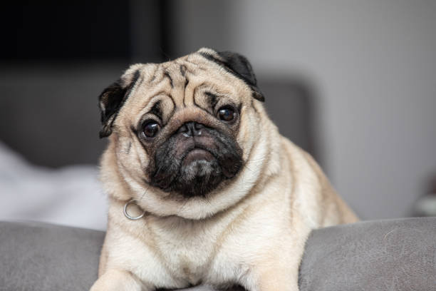 istock cute dog pug breed have a question and making funny face feeling so happiness and fun,Selective focus,Dog Friendly Concept 1253111440