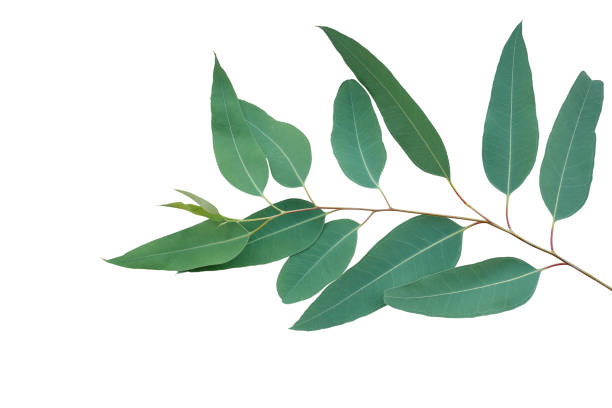 istock Fresh eucalyptus leaves on tree twig a green foliage commonly known as gums or eucalypts plant isolated on white background, clipping path included. 1253112109