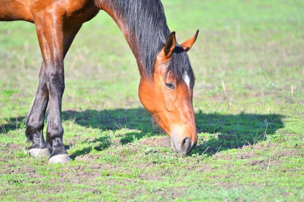 istock Horses at the farm 1253112494