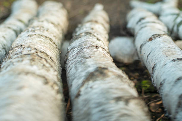 Close-up of a handmade rough birch log bridge