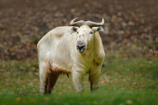 Golden takin, Budorcas taxicolor bedfordi, goat-antelope from Asia. Big animal in the nature habitat. Wildlife scene from nature. Wild bull from China.