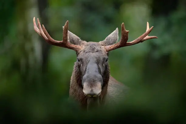 Photo of Detail portrait of elk, moose. Moose, North America, or Eurasian elk, Eurasia, Alces alces in the dark forest during rainy day. Beautiful animal in the nature habitat. Wildlife scene from Sweden.