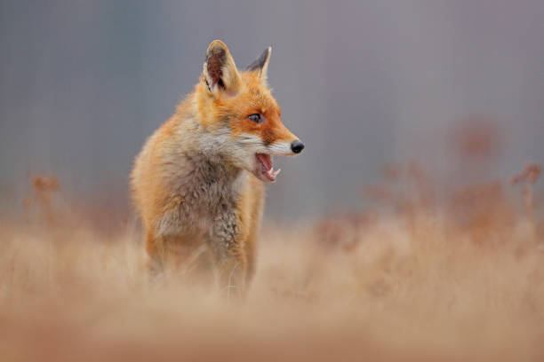 istock Red fox with open muzzle. Cute Red Fox, Vulpes vulpes, on the meadow. Beautiful animal in the nature habitat. Orange fox, detail portrait, Czech. Wildlife scene from the nature. 1253113594