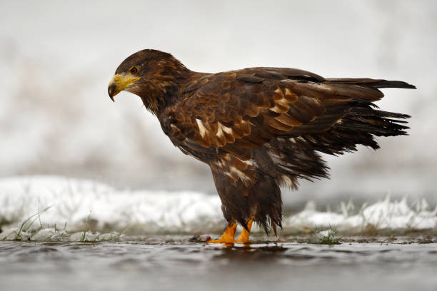 white-tailed eagle in the water during snowy winter. golden eagle in the cold river, hunting fish. snow winter with golden eagle. birds of prey in the water. eagle in nature lake habitat with snow. - snowing eagle white tailed eagle cold imagens e fotografias de stock