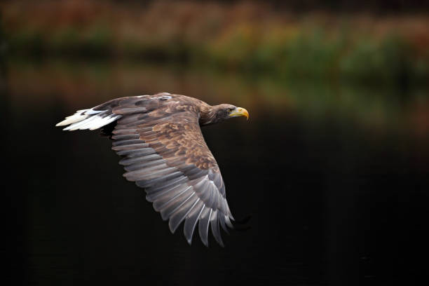istock Eagle in fly above the dark lake. White-tailed Eagle, Haliaeetus albicilla, flight above the water river, bird of prey with forest in background, animal in the nature habitat, wildlife, Norway 1253113630