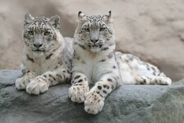 Photo of Pair of snow leopard with clear rock background, Hemis National Park, Kashmir, India. Wildlife scene from Asia. Detail portrait of beautiful big cat snow leopard, Panthera uncia. Animals in the rock.