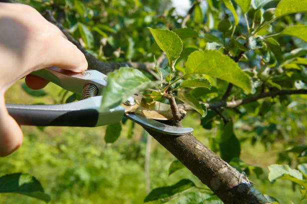 istock Seasonal pruning by pruners of young fruit trees 1253113821
