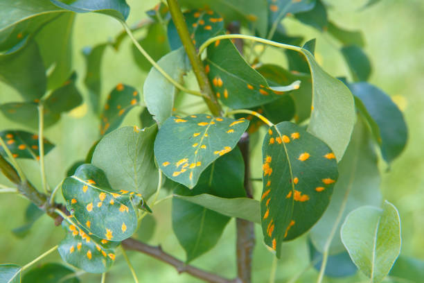 istock The red spots on the leaves 1253113824