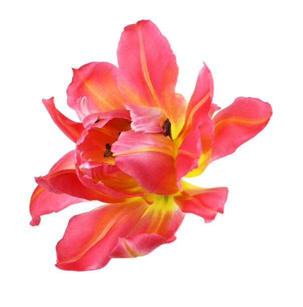 istock Coral tulip flower 1253115119