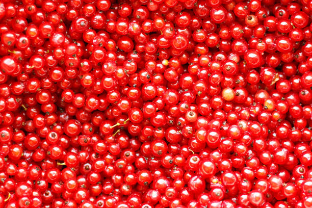 istock Red currant berries as a beautiful natural background. 1253115156