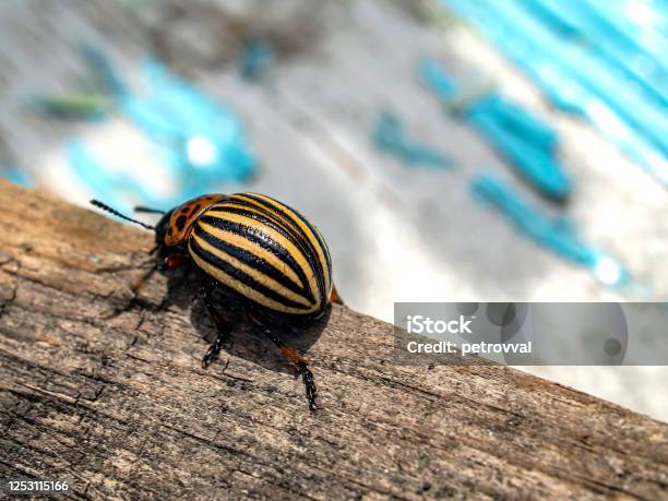 Colorado Kumbang Serangga