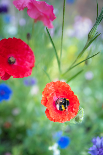 A bumblebee curls herself up looking for nectar in a  red poppy in amongst a wildflower patch.