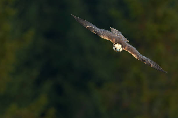 falcão voador com floresta ao fundo. lanner falcon, aves de rapina, animal no habitat da natureza, polônia. pássaro no voo com asas abertas. pássaro na mosca. cena de ação da vida selvagem da natureza. - lanner falcon - fotografias e filmes do acervo