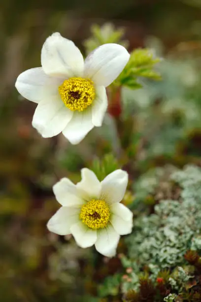 Photo of Alpine Pasqueflower or Alpine Anemone, Pulsatilla alpina, white wild plant, two blooms, in the nature habitat, Krkonose mountain, Czech. Beautiful booming flower from the Czech highest mountain.