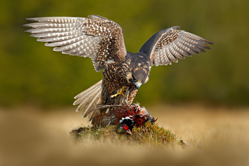Peregrine falcon with catch Pheasant. Beautiful bird of prey Peregrine Falcon feeding kill big bird on the green moss rock with dark forest in background. Action wildlife feeding scene from nature.