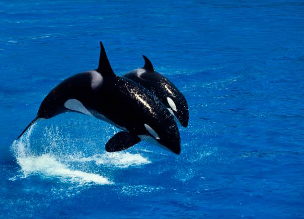 istock Killer Whale, orcinus orca, Female with Calf Breaching 1253116800