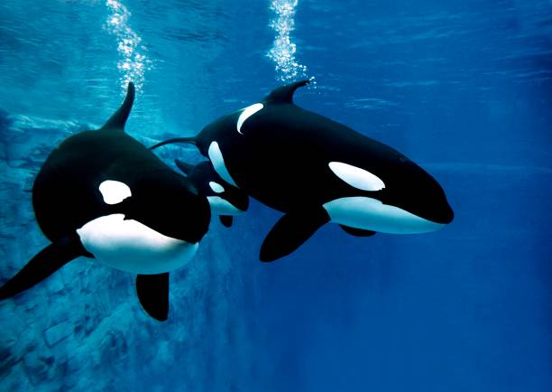 Killer Whale, orcinus orca, Female with Calf Killer Whale, orcinus orca, Female with Calf orca underwater stock pictures, royalty-free photos & images