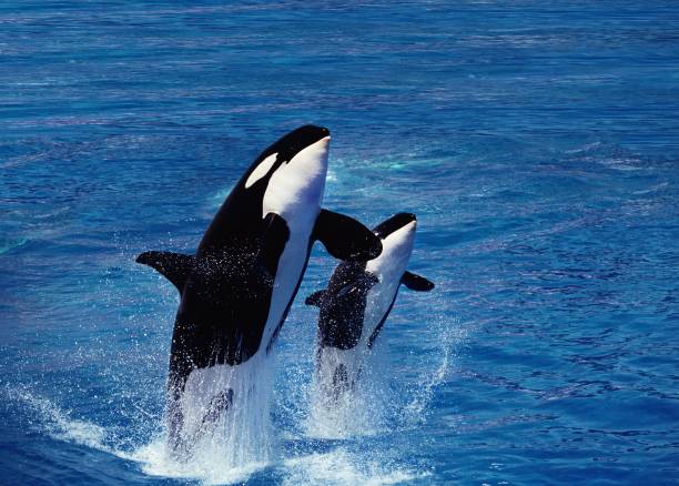 istock Killer Whale, orcinus orca, Female with Calf Breaching 1253116805