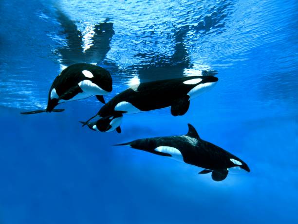 istock Killer Whale, orcinus orca, Group with Female and Calf 1253116813