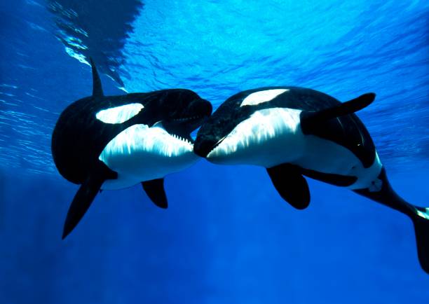 istock Killer Whale, orcinus orca, Adults 1253116835
