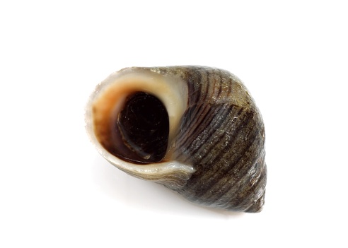 Dried snail shells on white background with clipping path