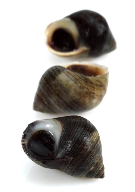 istock Common Periwinckle, littorina littorea, Shell against White Background 1253116997