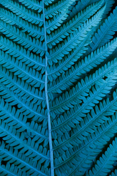 istock Bright blue fern leaves in the forest. Macro texture 1253117065