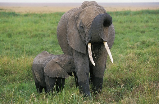 African Elephant, loxodonta africana, Female with Calf suckling, Masai Mara Park in Kenya