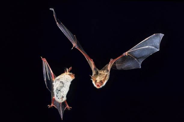 istock Mouse-Eared Bat, myotis myotis, Adults in Flight 1253117795
